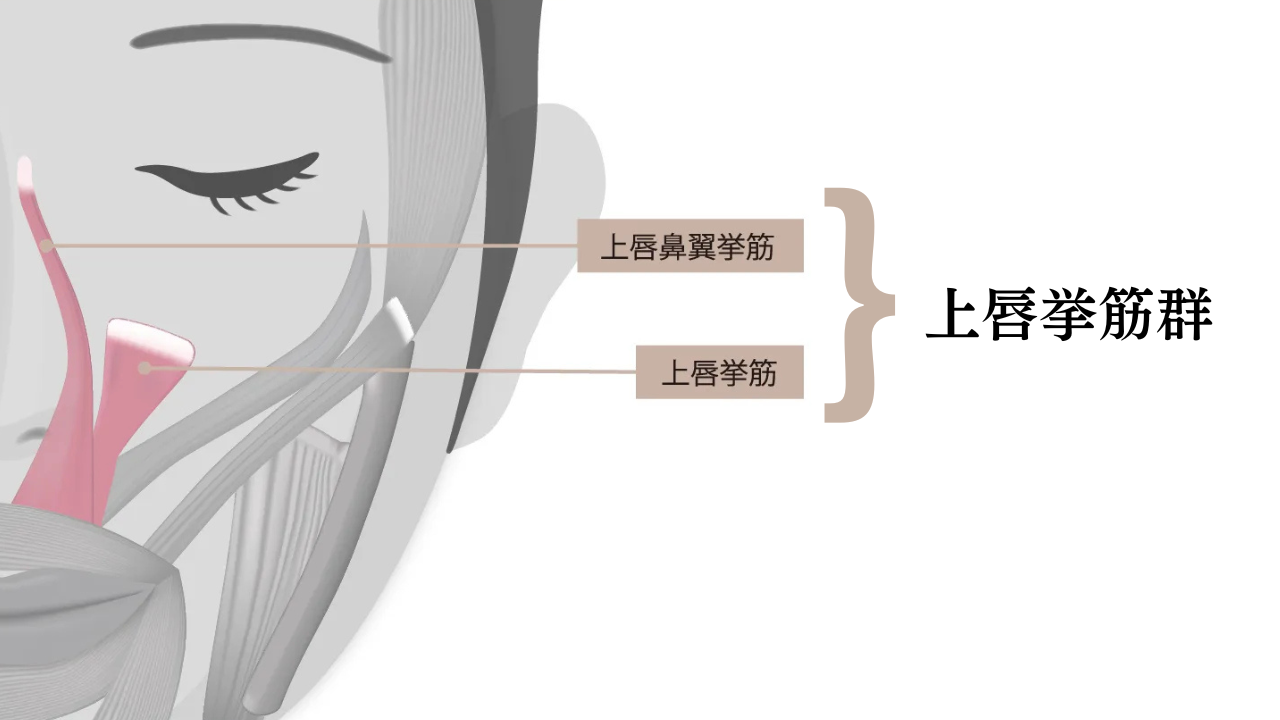 image_tooltip 上唇を上げる筋肉が強い