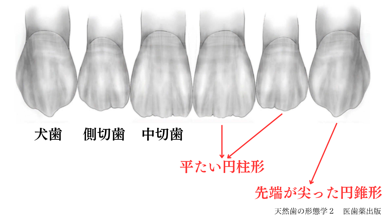 image_tooltip 中切歯・側切歯は主に「平たい円柱形」、犬歯は「先端が尖った円錐形」をしています。