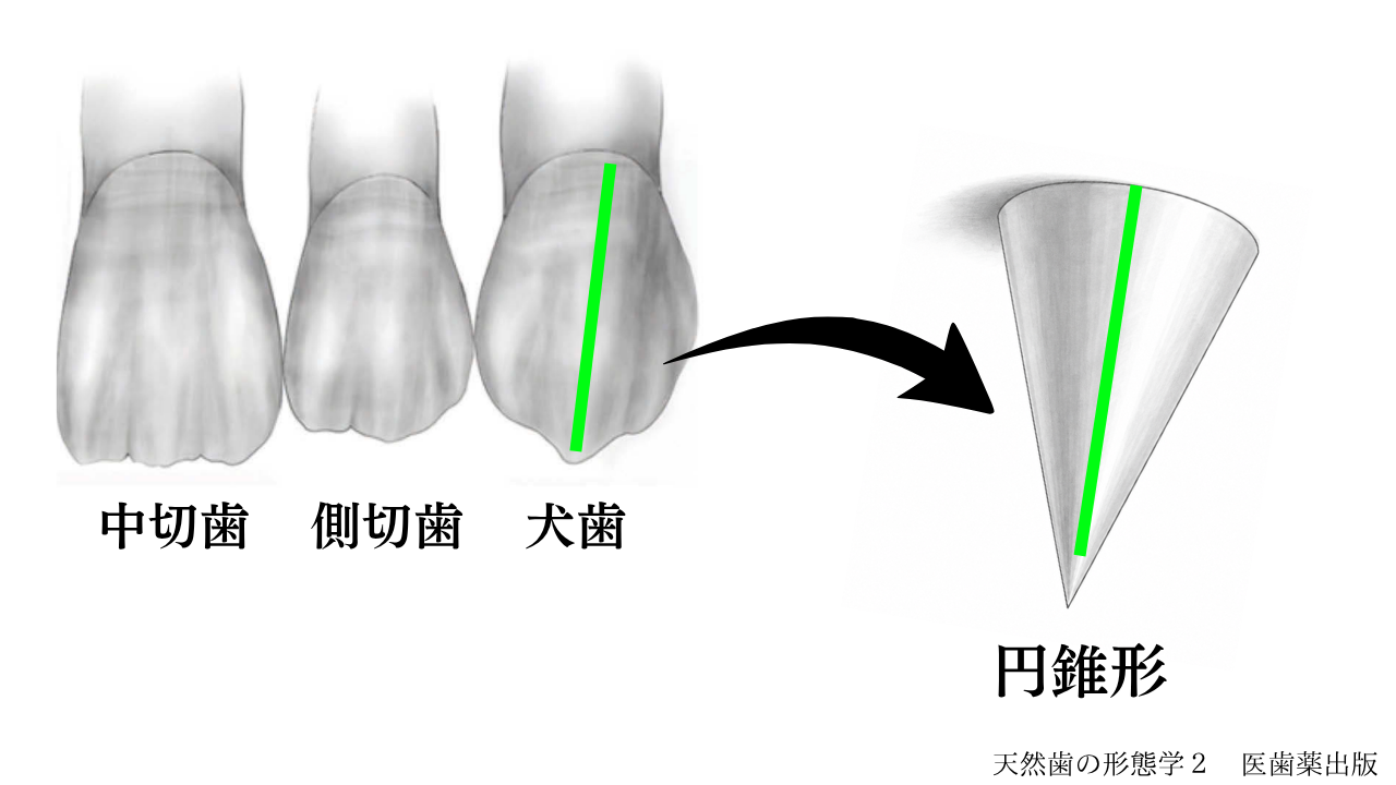 image_tooltip 犬歯は、先端が尖った円錐形の形をしており、歯の中央部分(緑色の線)が前に張り出すような特徴を持っています。