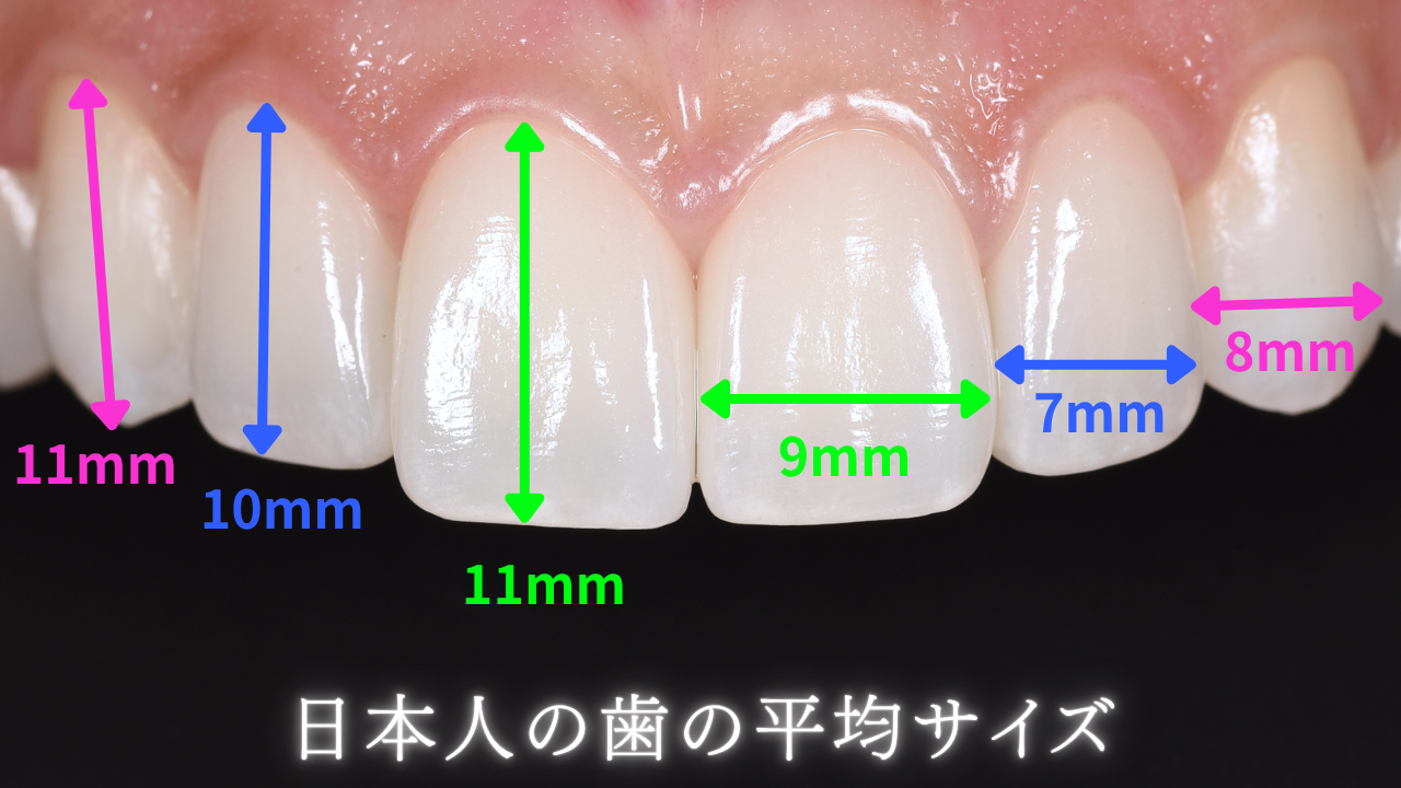 image_tooltip 日本人の歯の平均サイズ